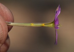 Oxalis hirta tubiflora