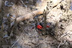 Neosarmatium trispinosum