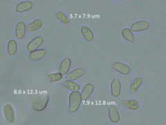 Corticium roseocarneum