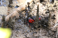 Neosarmatium trispinosum