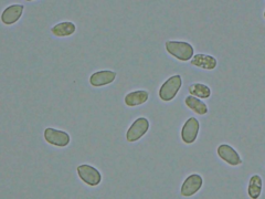 Corticium roseocarneum