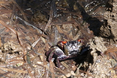 Neosarmatium trispinosum