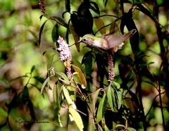Selasphorus calliope