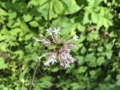 Valeriana pauciflora