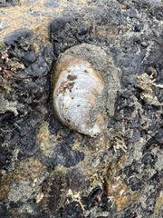 Crepidula onyx