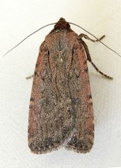 Spaelotis bicava
