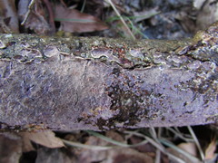 Corticium roseocarneum