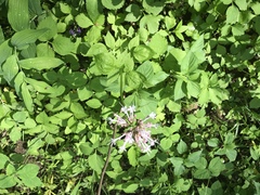 Valeriana pauciflora