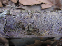 Corticium roseocarneum