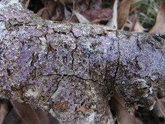 Corticium roseocarneum