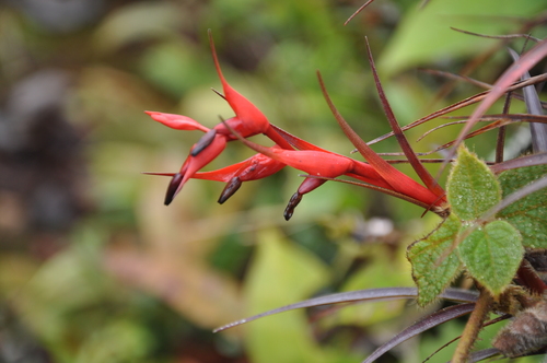 Tillandsia insignis