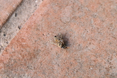 Apis mellifera