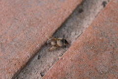 Apis mellifera