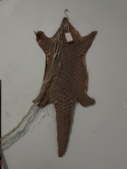 Manidae