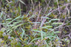 Cleistogenes