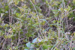 Cleistogenes