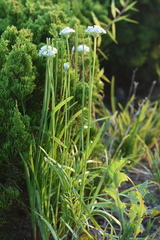 Allium ramosum