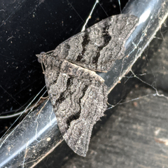 Xanthorhoe anthracinata