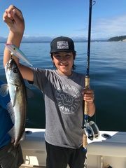 Merluccius productus