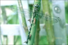 Austroaeschna subapicalis