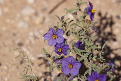Solanum plicatile