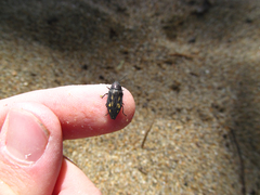 Buprestis maculipennis