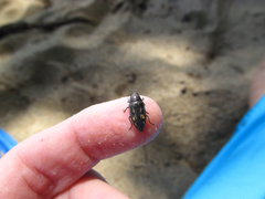 Buprestis maculipennis
