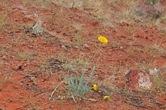 Baileya pleniradiata