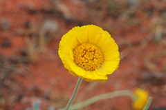 Baileya pleniradiata