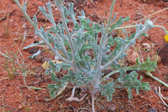 Baileya pleniradiata