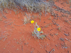 Baileya pleniradiata