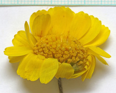 Baileya pleniradiata