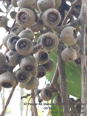 Eucalyptus cloeziana