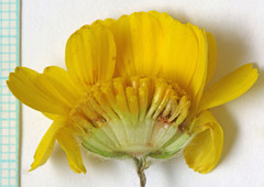 Baileya pleniradiata