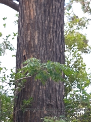 Eucalyptus cloeziana