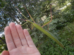 Tropidoderus rhodomus