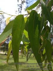 Eucalyptus cloeziana