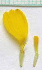 Baileya pleniradiata