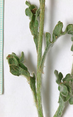 Baileya pleniradiata