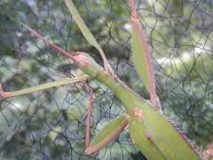 Tropidoderus rhodomus