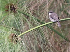 Muscicapa aquatica