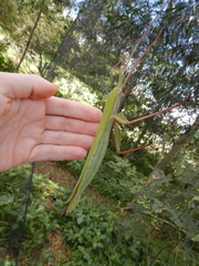 Tropidoderus rhodomus