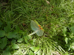 Tropidoderus rhodomus