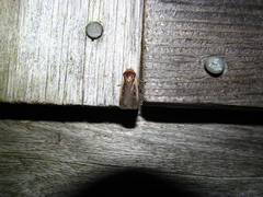 Ochropleura implecta