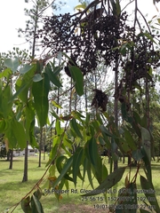Eucalyptus cloeziana