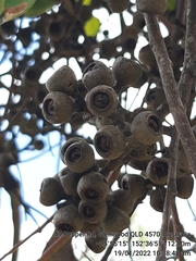 Eucalyptus cloeziana
