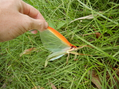 Tropidoderus rhodomus