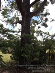 Eucalyptus cloeziana