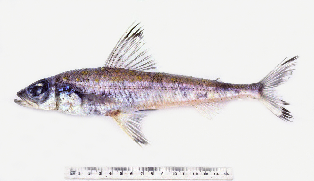 Blacktip cucumberfish (Paraulopus nigripinnis) — Paraulopidae