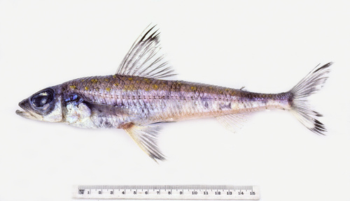 Blacktip cucumberfish (Paraulopus nigripinnis) — Paraulopidae